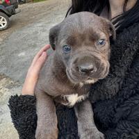 Cuccioli cane corso