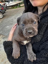 Cuccioli cane corso