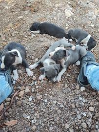 Vendita cuccioli di American Staffordshire Terrier