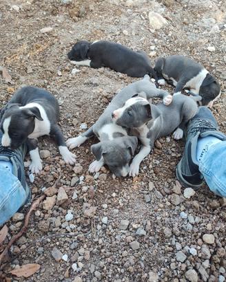 Vendita cuccioli di American Staffordshire Terrier