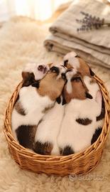 Jack Russell terrier