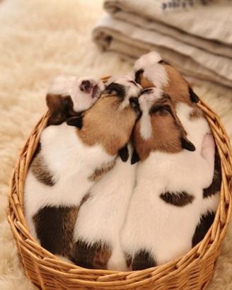 Jack Russell terrier