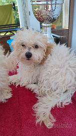 cuccioli di Maltipoo 