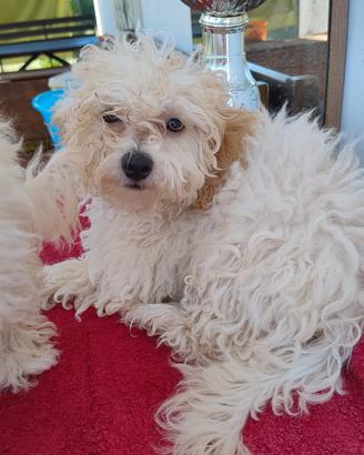 cuccioli di Maltipoo 