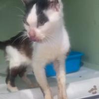 Philip piccolo dolce gatto