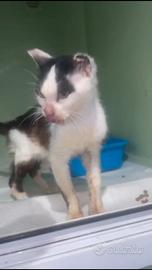 Philip piccolo dolce gatto