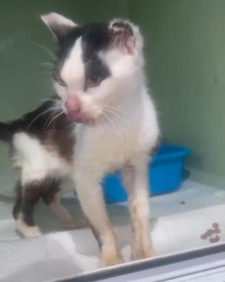 Philip piccolo dolce gatto