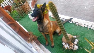 Cuccioli di belga malinois