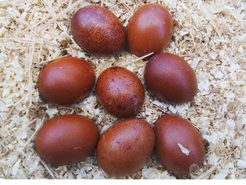 Galli galline