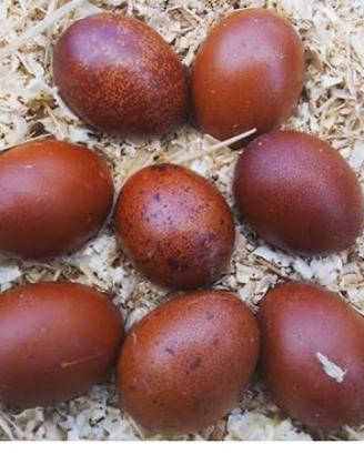 Galli galline