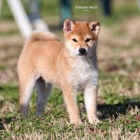 Cucciolo di Shiba con Pedigree