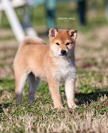 Cucciolo di Shiba con Pedigree