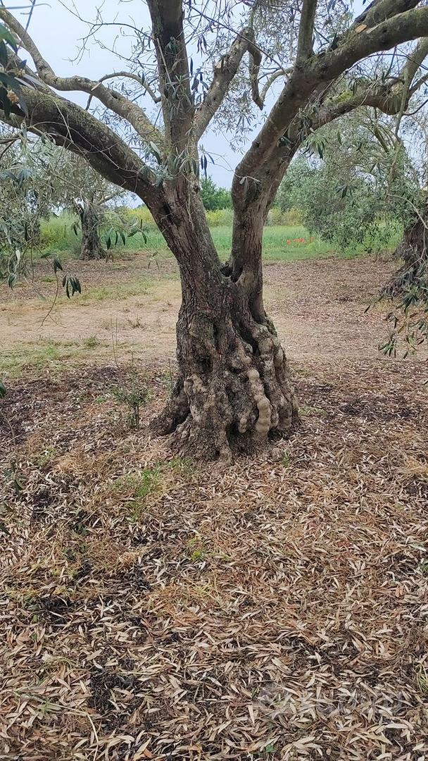 Splendido Oliveto di Piante Secolari di 150 anni - Vista 2