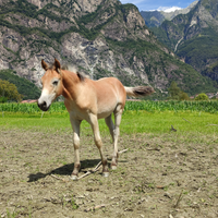 Puledro di grossa struttura