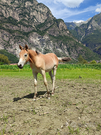 Puledro di grossa struttura