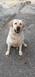 Labrador Retriever femmina con pedigree