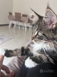 Maine coon