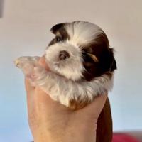 Shih tzu shihtzu mini cuccioli