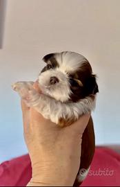 Shih tzu shihtzu mini cuccioli