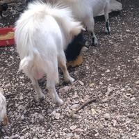 Caprette tibetane a Siniscola