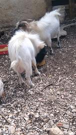 Caprette tibetane a Siniscola