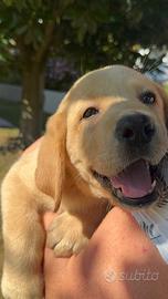 Cuccioli Labrador con pedigree