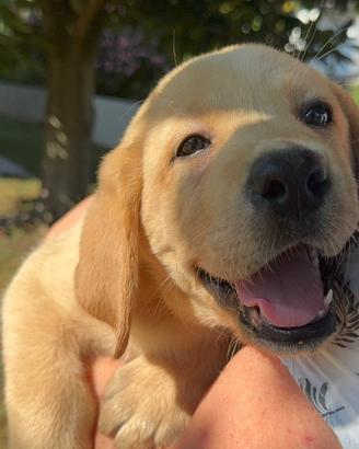 Cuccioli Labrador con pedigree