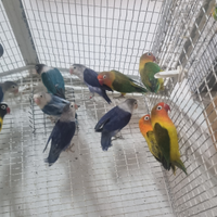 Agapornis fischeri e personatus