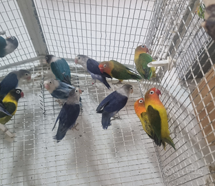 Agapornis fischeri e personatus