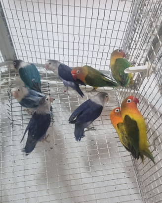 Agapornis fischeri e personatus