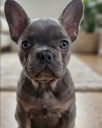 Cuccioli di Bulldog Francese