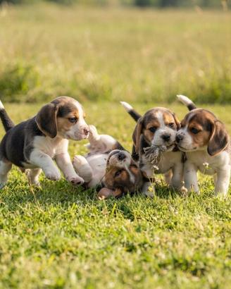 Cuccioli Beagle tricolore con pedigree ENCI