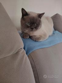 Vendita scottish straigh