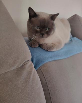 Vendita scottish straigh