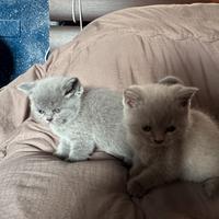 Ce l'ho due gatti e una femmina, una maschio