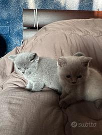 Ce l'ho due gatti e una femmina, una maschio