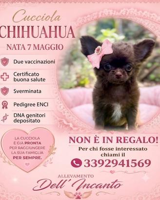 Cindy chihuahua femmina pronta con pedigree