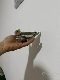 Pappagallo calopsite allevato a mano