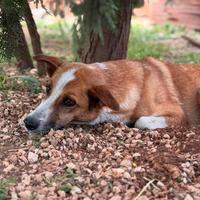 Concita 7 anni sta in canile