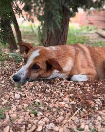 Concita 7 anni sta in canile