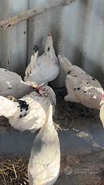 Galline 
