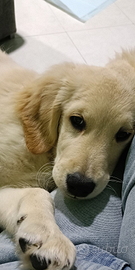 Cucciolo Golden retriever 800