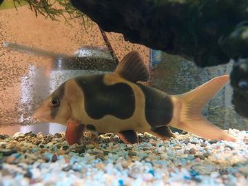 Botia pagliaccio (Chromobotia macracanthus)
