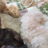 Persiano cuccioli gattini persiani pedigree