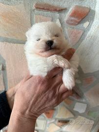 Cuccioli di spitz tedesco nano