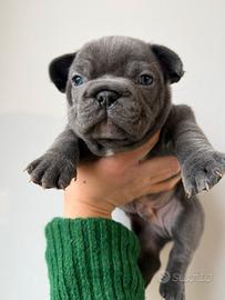 Cuccioli bulldog francese