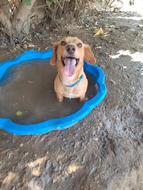 Adorabile cagnolino