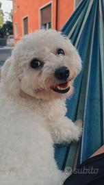 Accoppiamento (cane maschio)