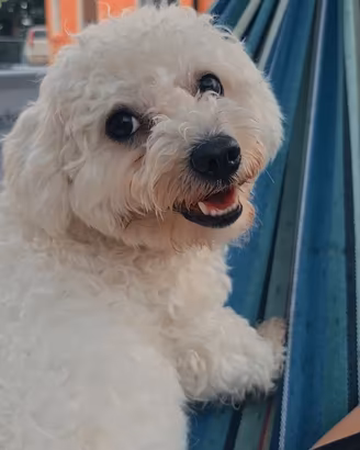 Accoppiamento (cane maschio)