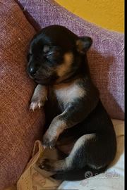 Cucciole chihuahua